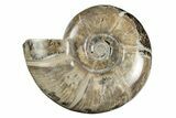 Polished Ammonite (Argonauticeras) Fossil - Madagascar #246210-1